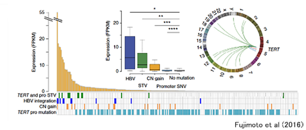 肝癌におけるTERT遺伝子の構造異常と遺伝子と遺伝子発現への影響